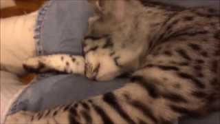 The longest Egyptian Mau cat in the world by MyEgyptianMau 5,757 views 9 years ago 46 seconds