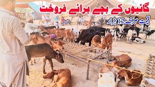 Sahiwal Cow Baby | Katty For Sale | Cattle Market Punjab