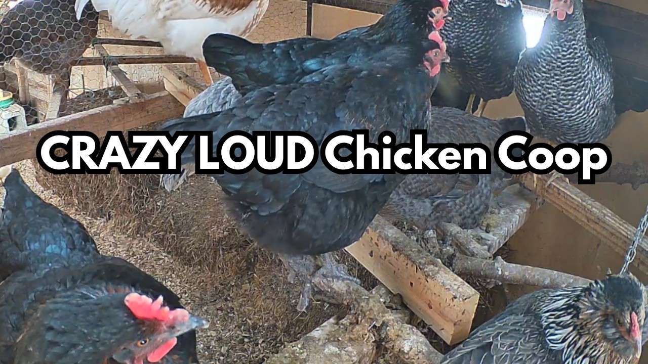 CRAZY LOUD Chicken Coop Hens Clucking - Rooster Crowing - Chicken Coop Cam Live Stream #chickencoop