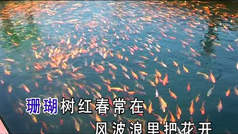 تحميل 红叶颂mp4 Mp3 تحميل 红叶颂mp4 Mp3