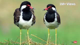 खूबसूरत टिटहरी Pewit Bird हमारे बगीचे में क्या करने वाली है 😱 Let's Viral Video😱😱