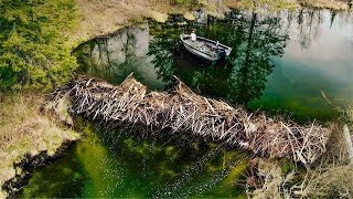 This Beaver Dam Was LOADED With Fish! (Every Cast!)