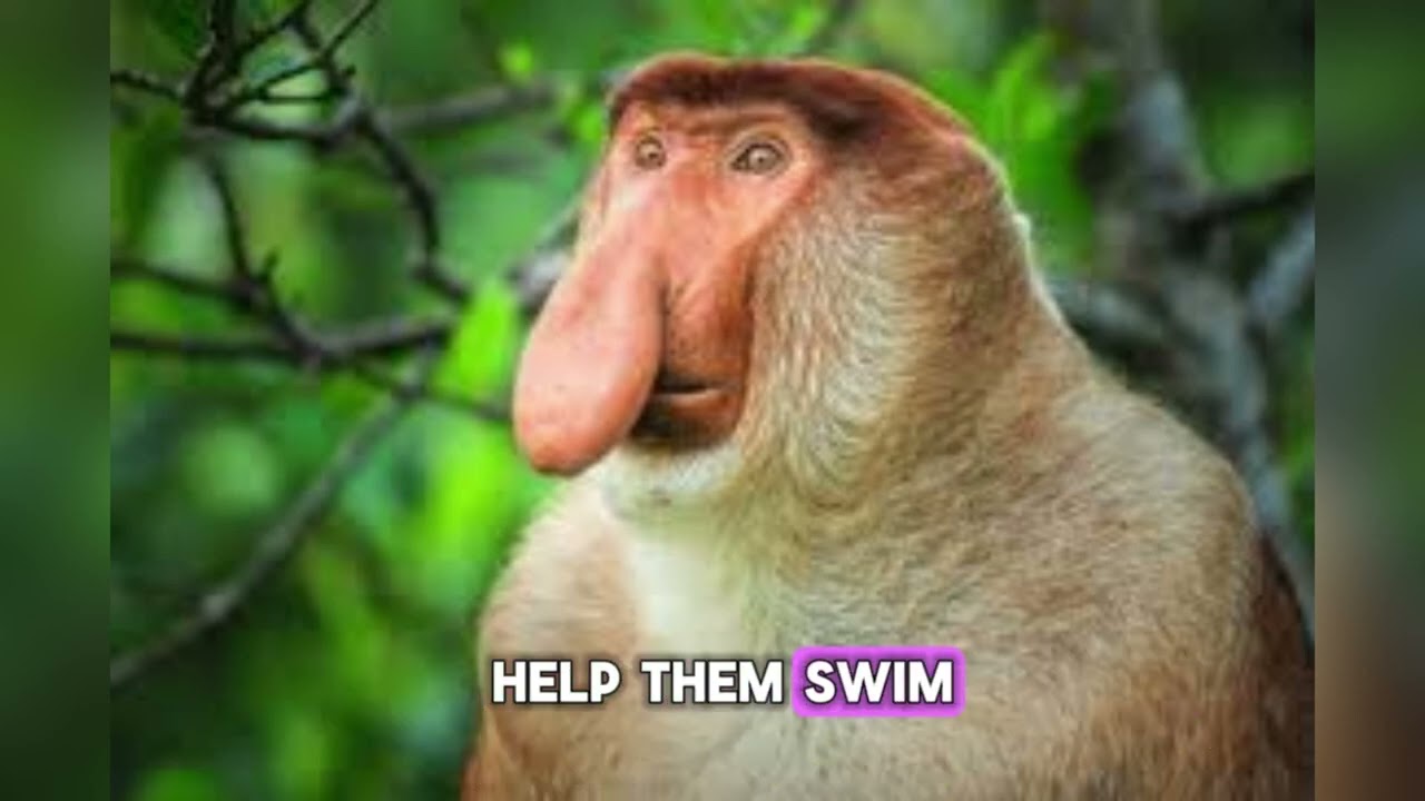 What's in a name? This is Bekantan #smpkelas9 #english #bahasainggris #kurikulummerdeka