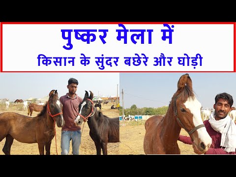 किसान के सुंदर बछेरे और घोड़ी पुष्कर मेला बाज़ार 2023 Pushkar Horse Fair 2023 Horse Market Video @SANJEEVKUMARGUPTA