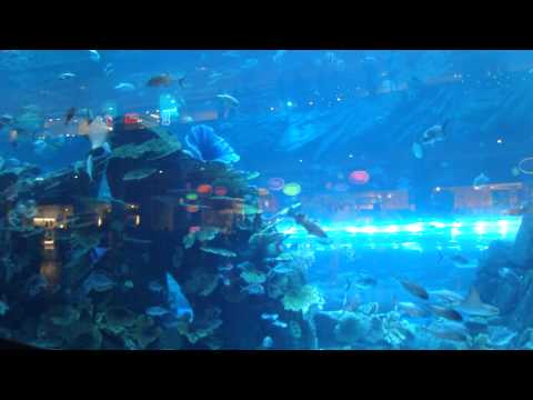 Dubai Aquarium & Underwater Zoo inside the Dubai Mall, United Arab Emirates