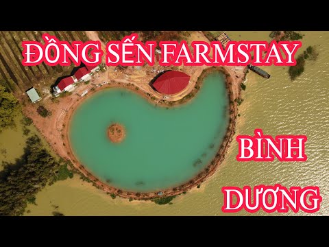 Video ĐỒNG SẾN FARMSTAY - DẦU TIẾNG BÌNH DƯƠNG I TVQ VIET NAM - youtube