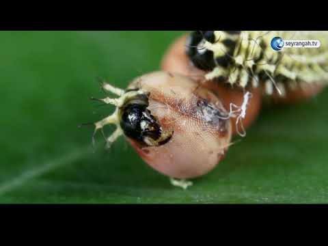 1 Dakikada Tırtıldan Kelebeğe Dönüşüm (Hızlandırılmış Metamorfoz)