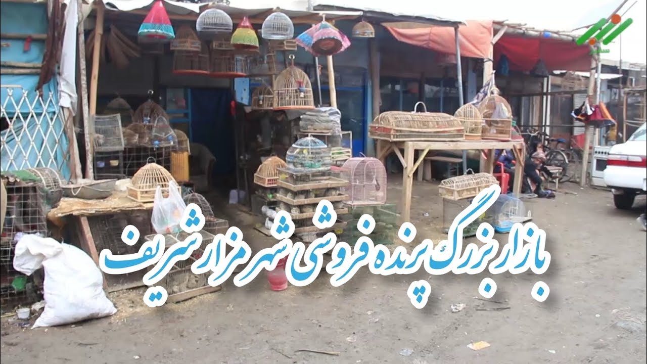 گزارش شهری سفیر از بازار بزرگ پرنده فروشی شهر مزارشریف