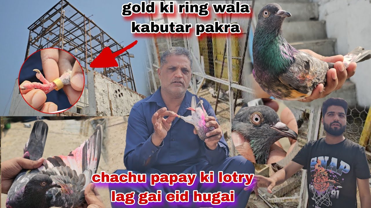 Chachu papa ki lotry lag gai gold ki ring wala kabutar pakra raat rha😯 ...