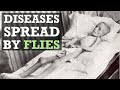 5 Dangerous Diseases Spread by Flies