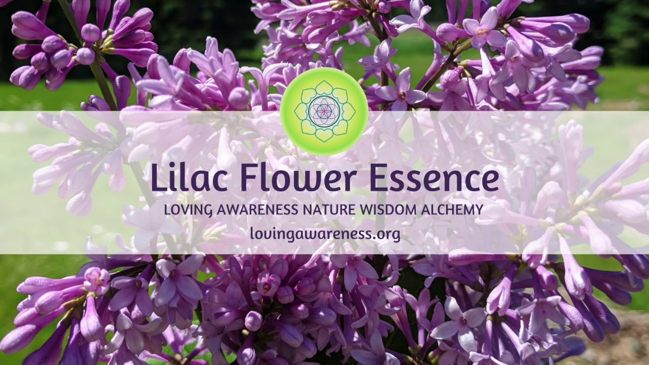 Lilac Flower Essence Message YouTube