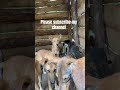 Please subscribe my channel #fyp #foryou #doglife #dog
