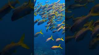 Explore Underwater Australia with the SeaLife SportDiver