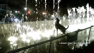 Perfume for Dogs [52 Sellout Week 38]