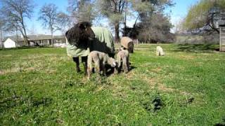 New lambs, February 2011