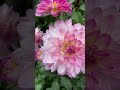 Daliya 📸#love #reels #flowers #flower #flowerstagram #trending #viral #instagram #video #shorts #song