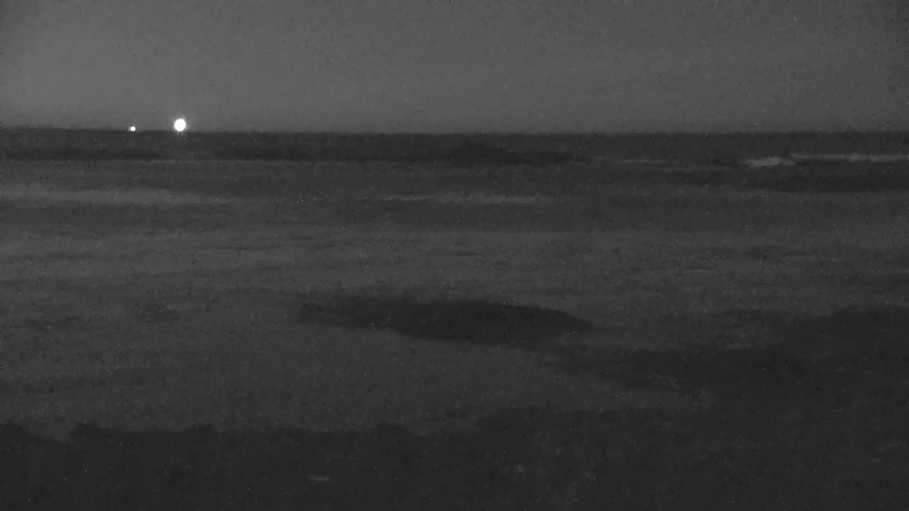 Bird Island Live Stream YouTube