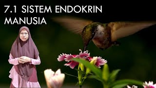 E-CLASS: 7.1 SISTEM ENDOKRIN MANUSIA (SAINS TINGKATAN 4 KSSM)