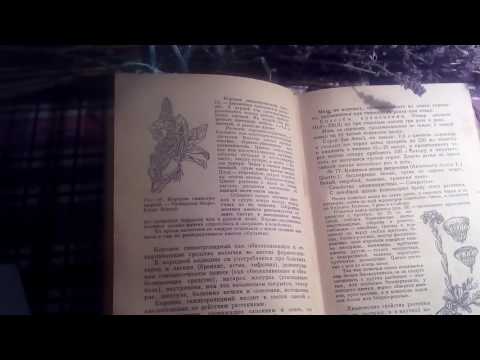 Цветы коровяк (коровяк скипетровидный), описание и лечебное применение.