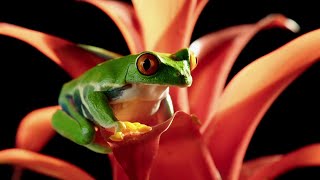 Red-Eyed Tree Frog in Slow Motion | Slow Motion Wild Animals | Love Nature screenshot 1