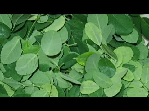 #tinola #manok ##ulam #tinola #manok ##ulam