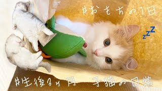 【おもちの一日】3ヶ月マンチカン密着♡!!.