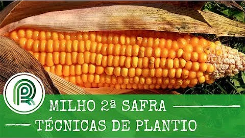 O que é milho primeira safra?