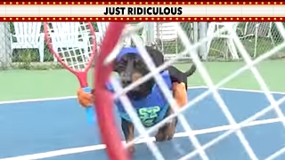 Dachshunds Play Tennis - Check Out This Just Ridiculous Video As A Pair Of Dachshun