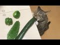 ПРИКОЛЫ С ЖИВОТНЫМИ ДО СЛЕЗ / Смешные КОТЫ 2021 / Приколы с КОТАМИ / Funny ANIMALS video #41