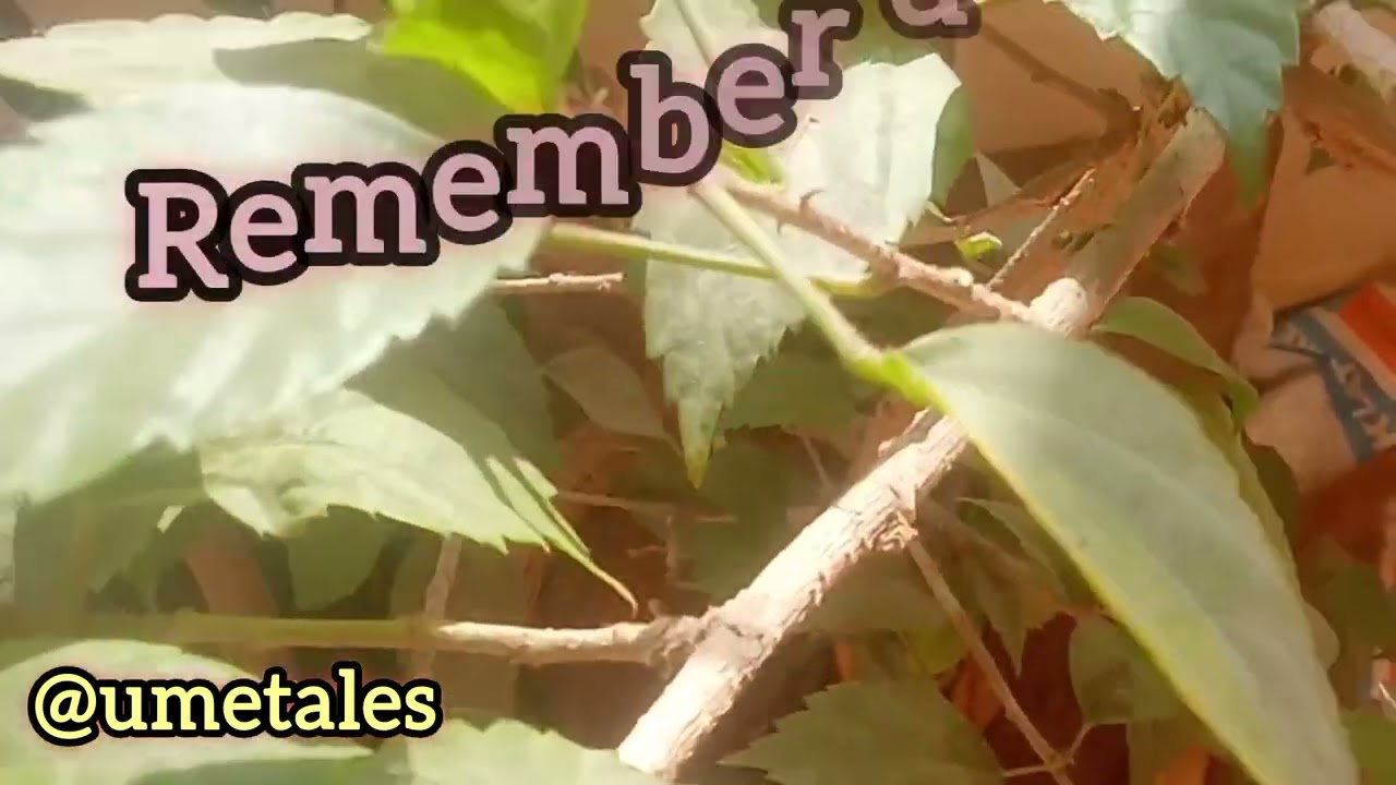 What purifies Heart? 