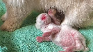 Baby rabbits feeding milk from their rabbit mom | 10 days old baby bunnies so cute and funny