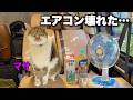 走行距離31万kmの中古ハイエースのエアコンが壊れたので、猫のマサと猫カフェごっこ|キャンピングカーのようにDIYしたハイエースにポータブルエアコンWAVE3を積んで涼しい夏の車中泊の準備