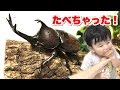 リベンジ!太陽カブトムシをペアで飼う!夏休みの自由研究!