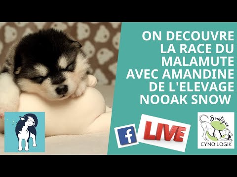 Vidéo: Quand les malamutes sont-ils adultes ?