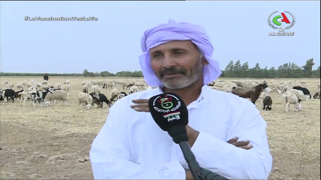 الجلفة / مشروع ثلاثي لتطوير شعبة الأغنام والتكفل بانشغالات الموال