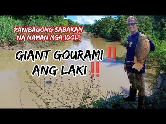 Panibagong sabakan na naman ‼️Napaka SWERTE Ang laki Ng na huli Kong GIANT GOURAMI ‼️ class=