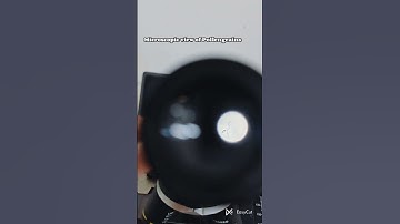 🔬 Microscopic View of Pollen Grain | Beautiful World Under Microscope #neetaspirant #biology #ncert