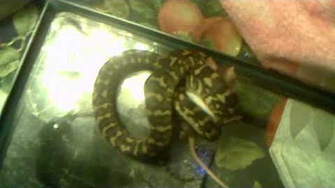 Jungle carpet Python eating part 1