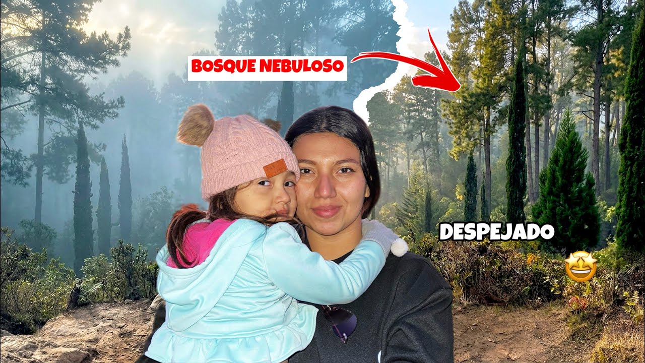 Así es el BOSQUE NEBULOSO cuando NO hay Neblina 