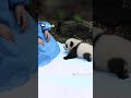 Какая панда на ощупь|CCTV Русский