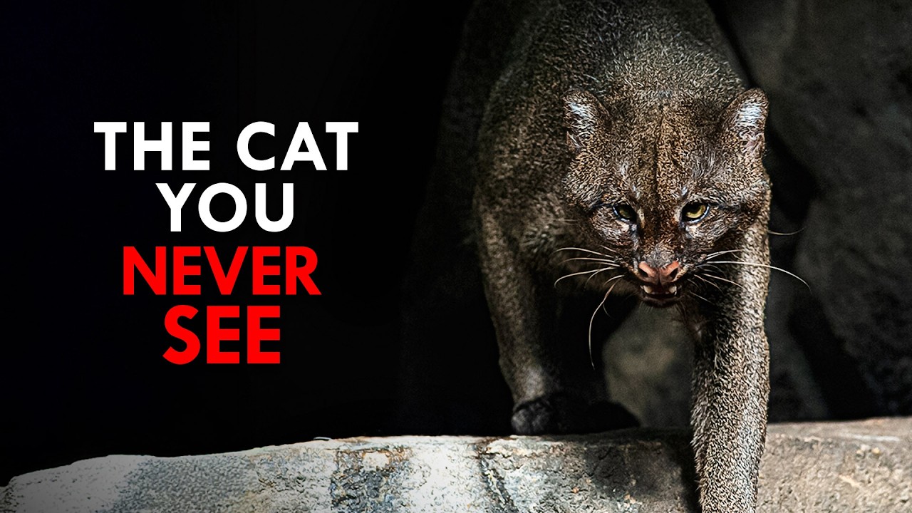 The Rarest Animals on Earth - YouTube