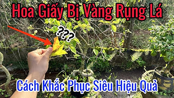 Hoa Giấy Bị Vàng Rụng Lá Có Sao Không ??? Cách Khắc Phục Hiệu Quả !
