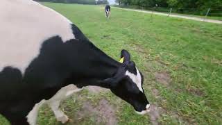 Controlling dominant, pushy cattle, as well as addressing basic pressure points to move them.