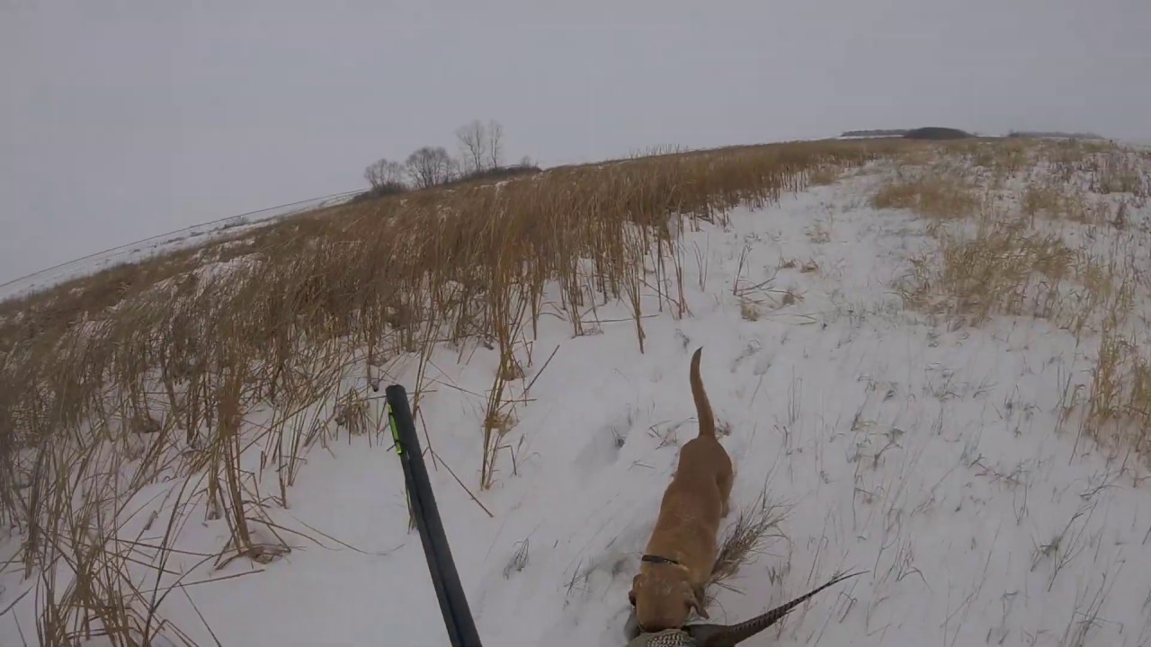 Pheasant Hunting in North Dakota 2019 GOPR3209 2 YouTube