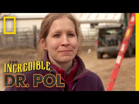 Polments: Dr. Emily's Dairy Swing Plunge | The Incredible Dr. Pol - YouTube