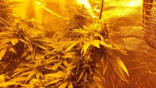 Gumps Greenhouse  ( 1000w Mainline Update)