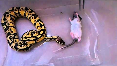 BALL PYTHON FEEDING #2 (Slow Motion)