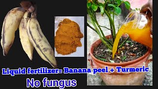 Liquid Fertilizer using Banana Peels and Turmeric | Liquid Organic Fertilizer Without Fungus|