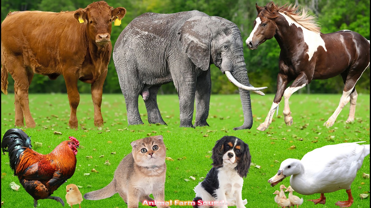 Amazing Animal Sounds: Sheep, Cow, Elephant, Dog, Pig, Chicken, Tiger, Cat – Animal Video