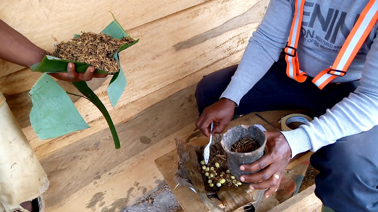 processus d'incubation des oeufs d'escargots.